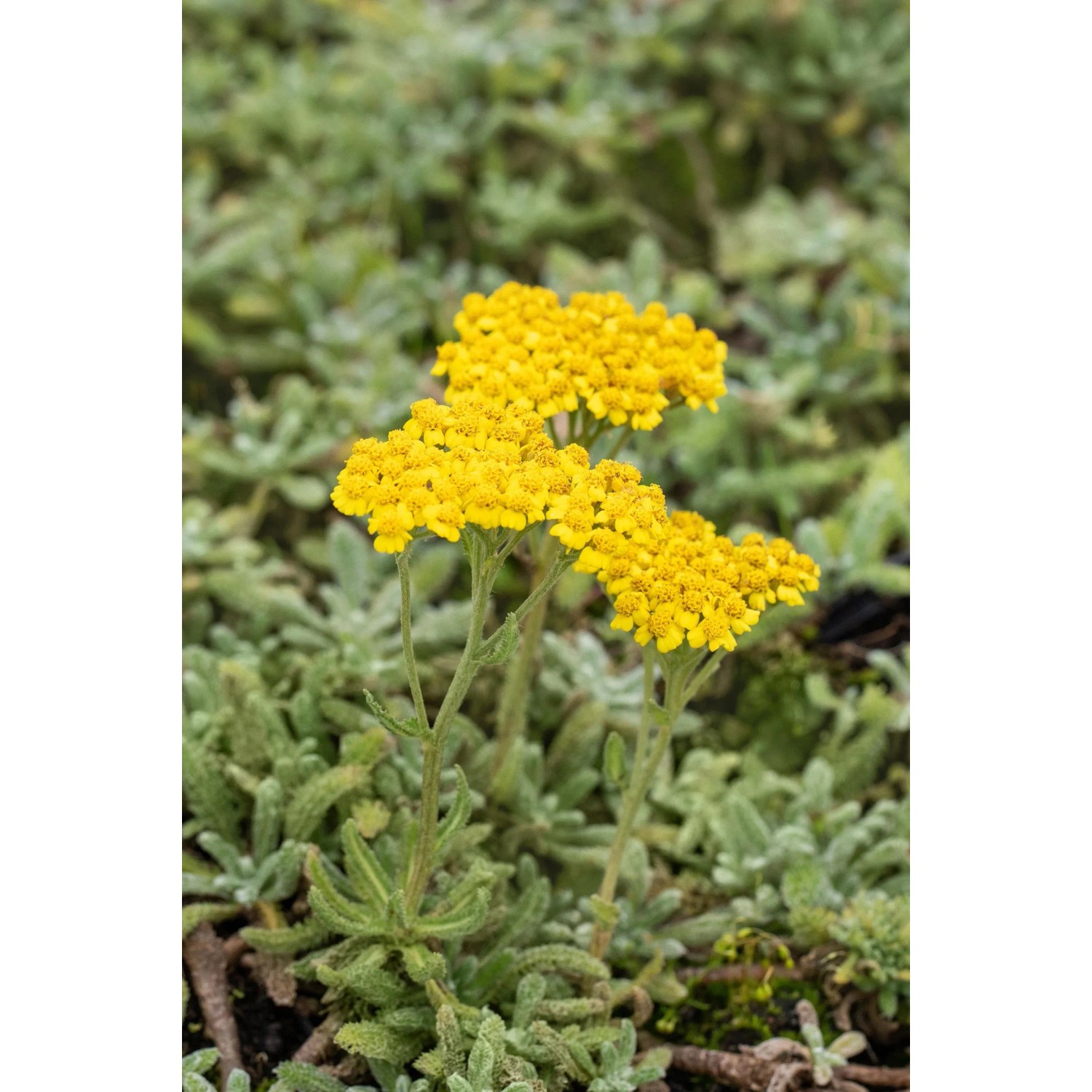 Gelbe Achillea tomentosa im Themenset Blüten- & Farbenmeer, niedriger Bodendecker für sonnige Standorte.