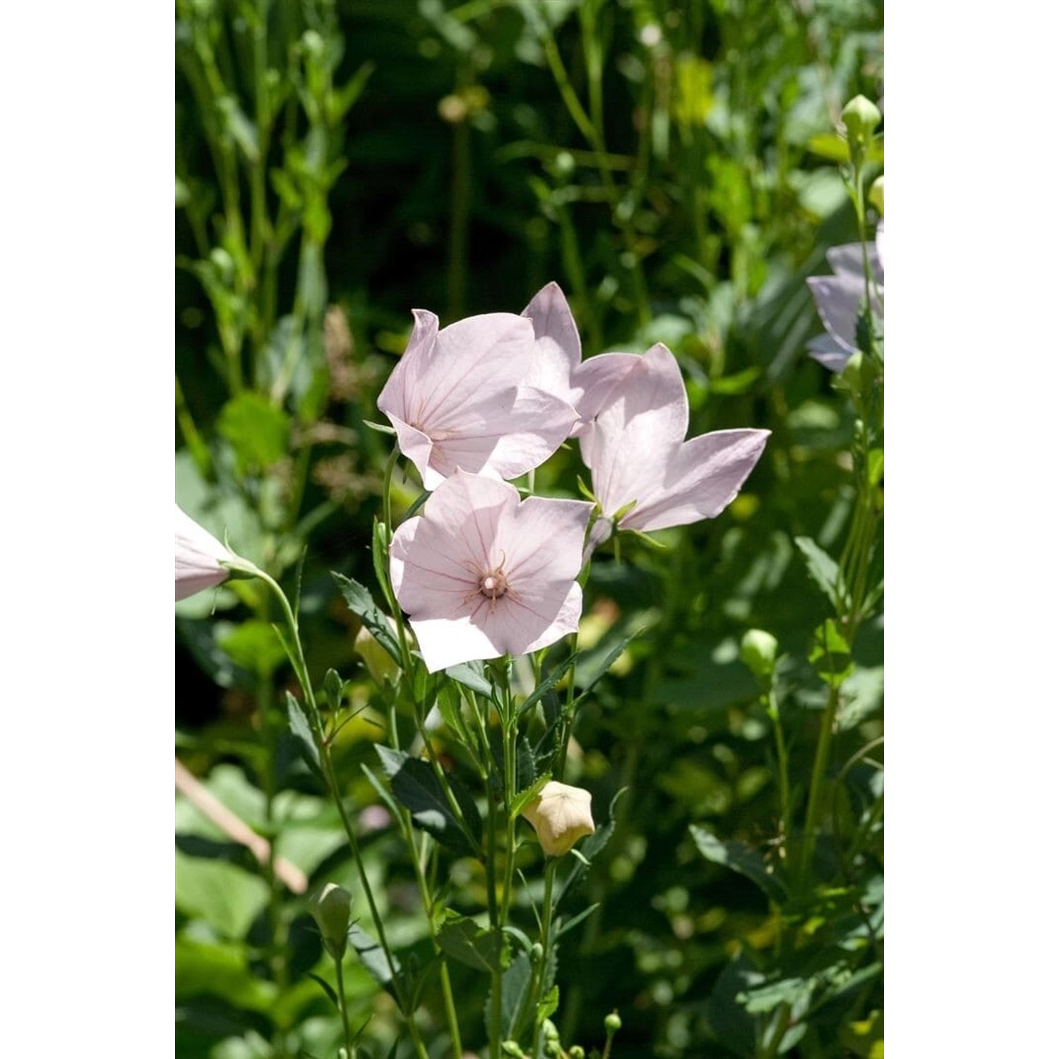 Platycodon Grandiflorus Perlmutterschale Ballonblume Ca. 9x9 cm Topf günstig online kaufen