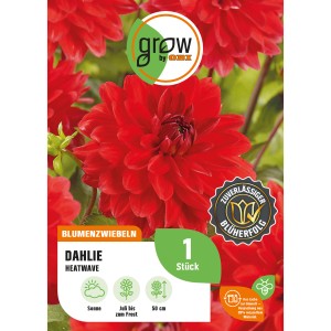 Leuchtend rote Dahlie Heatwave, ca. 50 cm hoch, aus der GROW by OBI Blumenzwiebel-Kollektion.