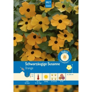 Orange Schwarzäugige Susanne: Saatgut für gelb-orangefarbene Kletterpflanzen mit dunkler Mitte.