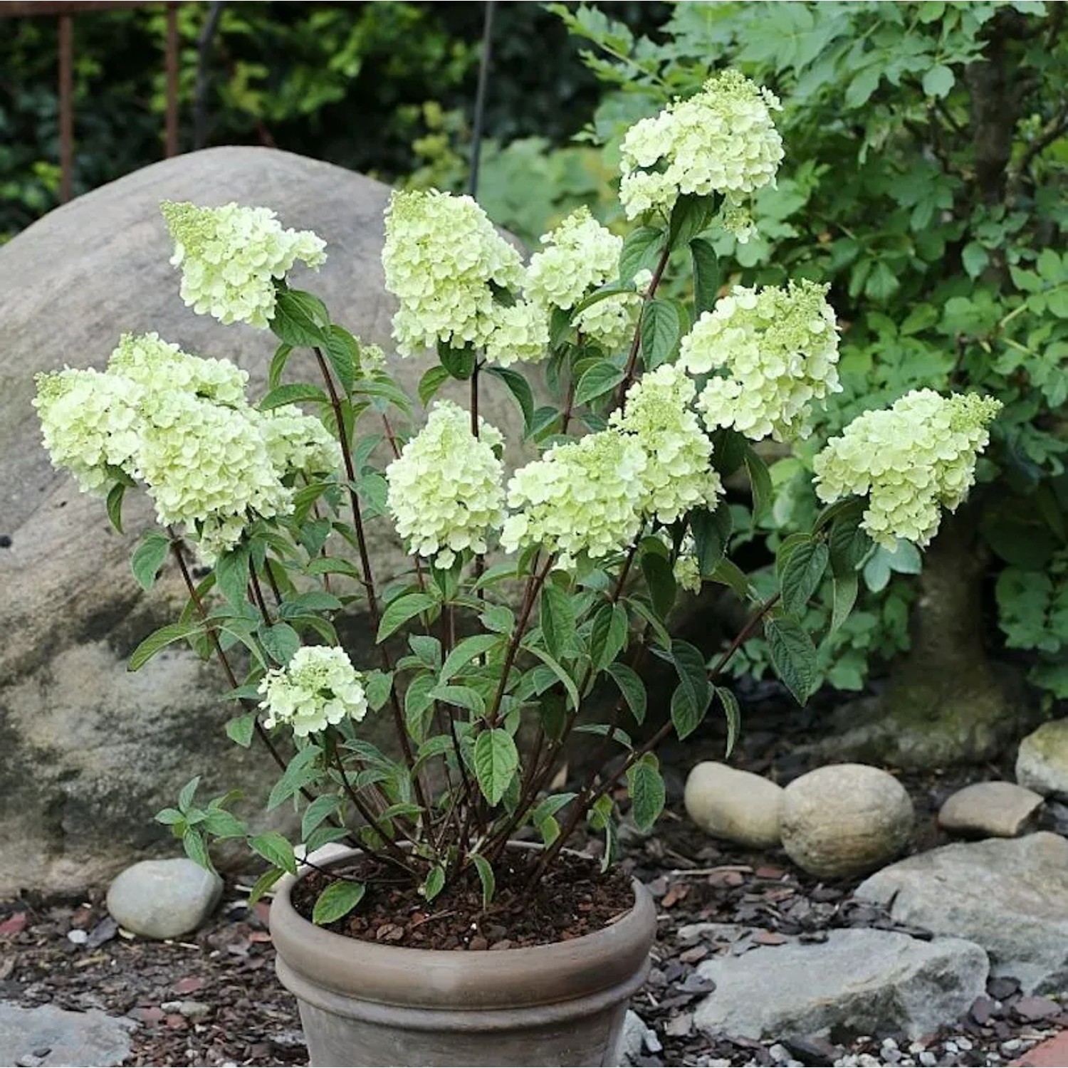 Rispenhortensie Magical Candle 80-100cm - Hydrangea paniculata