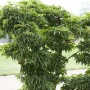 Kompakter, grüner Acer Palmatum Kotohime Japanischer Ahorn, 40–60 cm hoch.