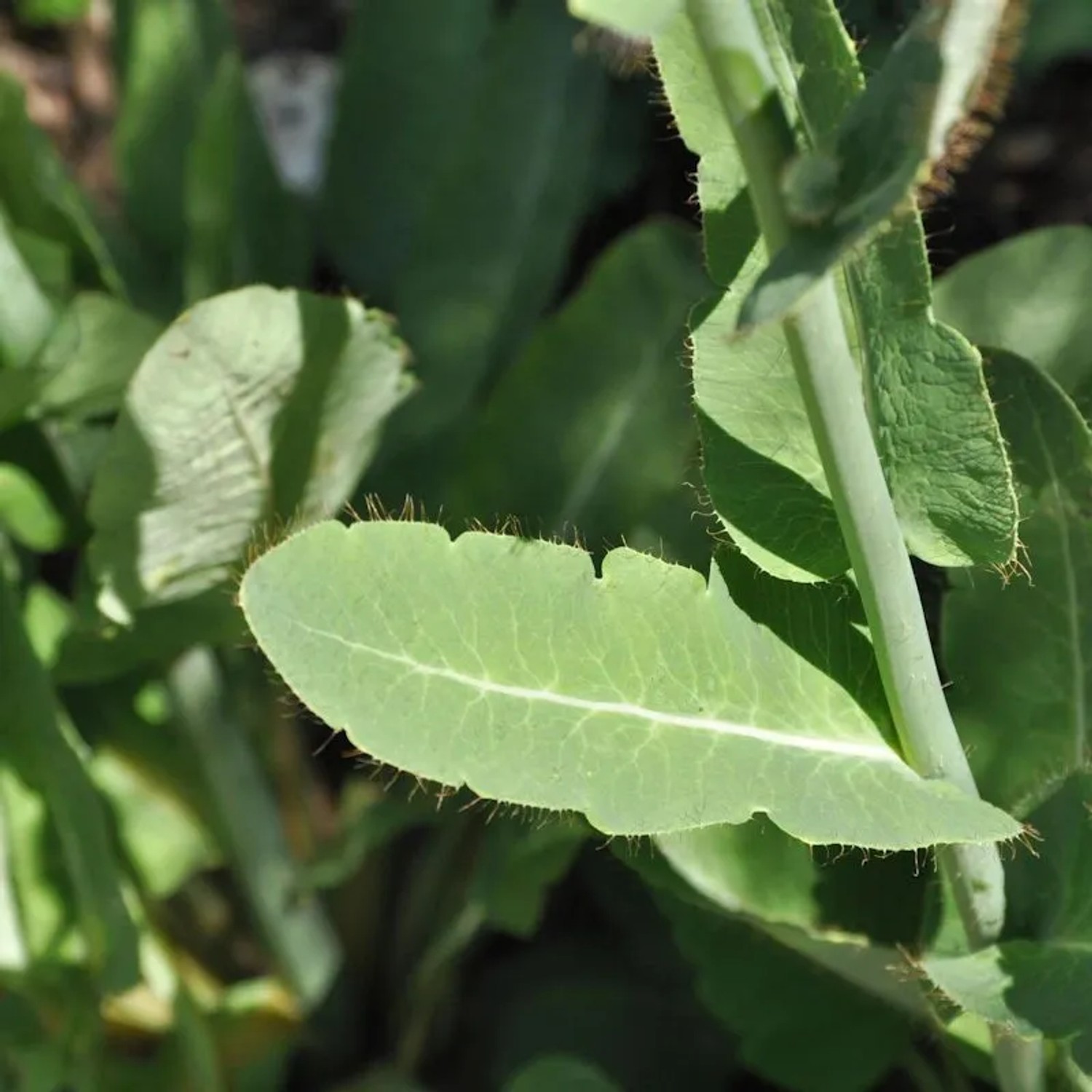 Scheinmohn Hensol Violet - Meconopsis betonicifolia