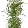 Gartenbambus Campbell im Topf, ca. 150-175 cm hoch, ideal für Hecken und als Solitär.