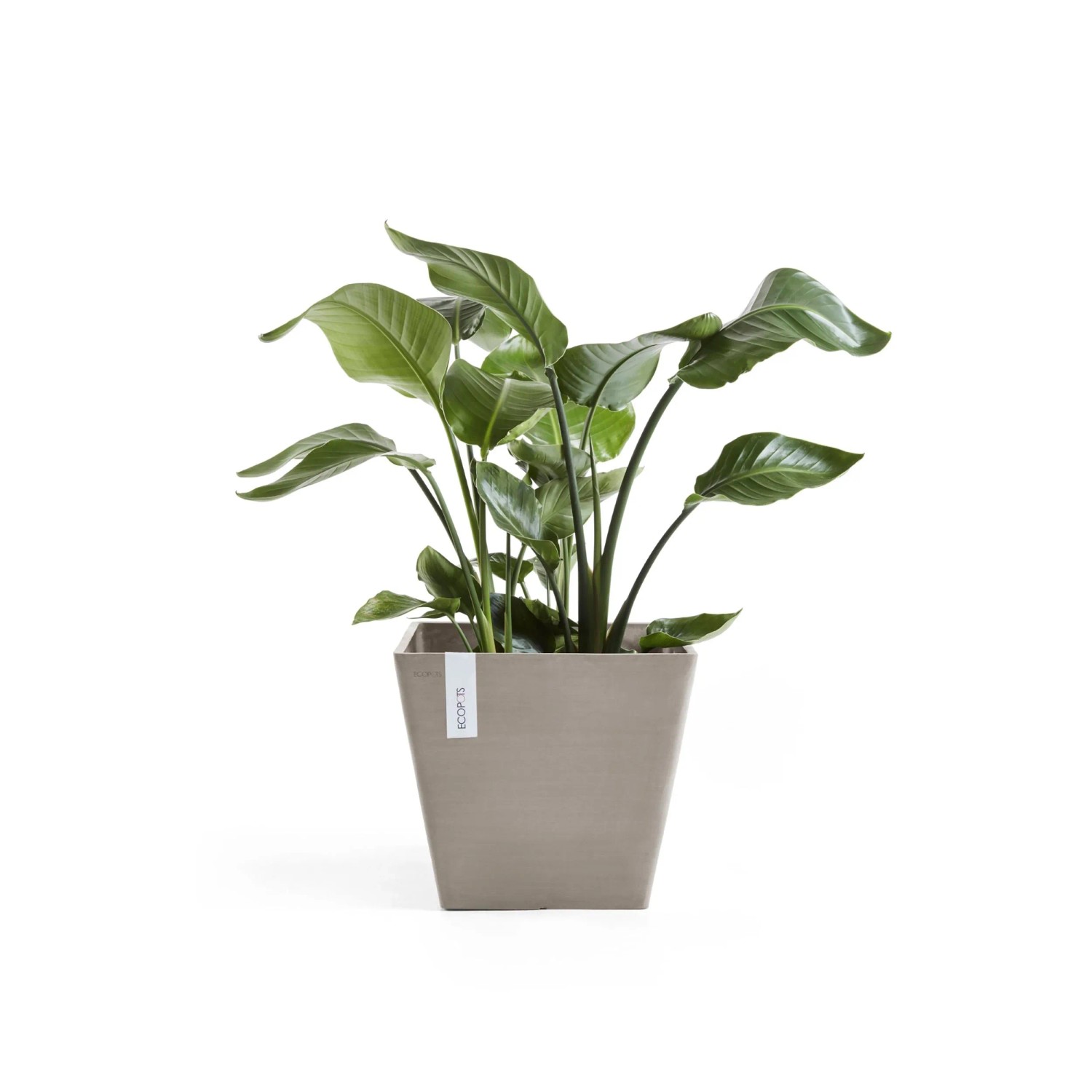 Quadratischer, braungrauer Ecopots Pflanztopf Rotterdam, 30 cm, mit grüner Pflanze.