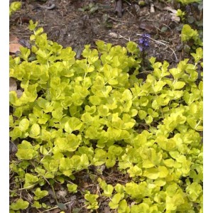 Pfennigkraut Goldilocks - Lysimachia nummularia