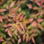 Detailaufnahme des rotlaubigen Himmelsbambus Nandina Domestica Flirt, einer dekorativen Strauchpflanze.