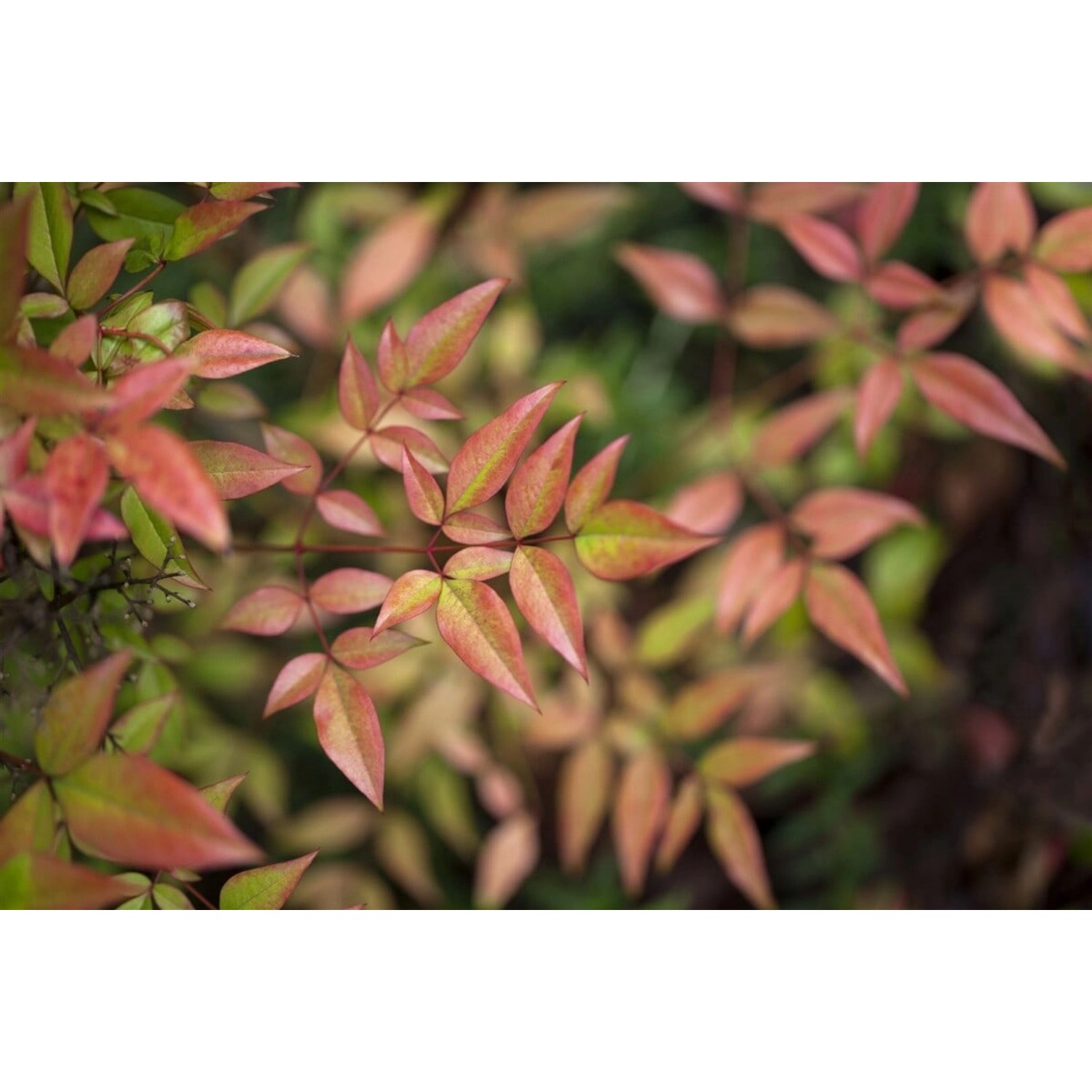 Nandina Domestica Flirt Himmelsbambus Rotlaubig 40–60 cm günstig online kaufen