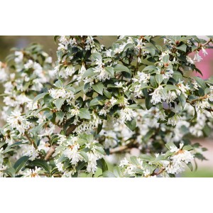 Immergrüne Duftblüte Osmanthus Burkwoodii mit weißen Blüten und grünen Blättern.