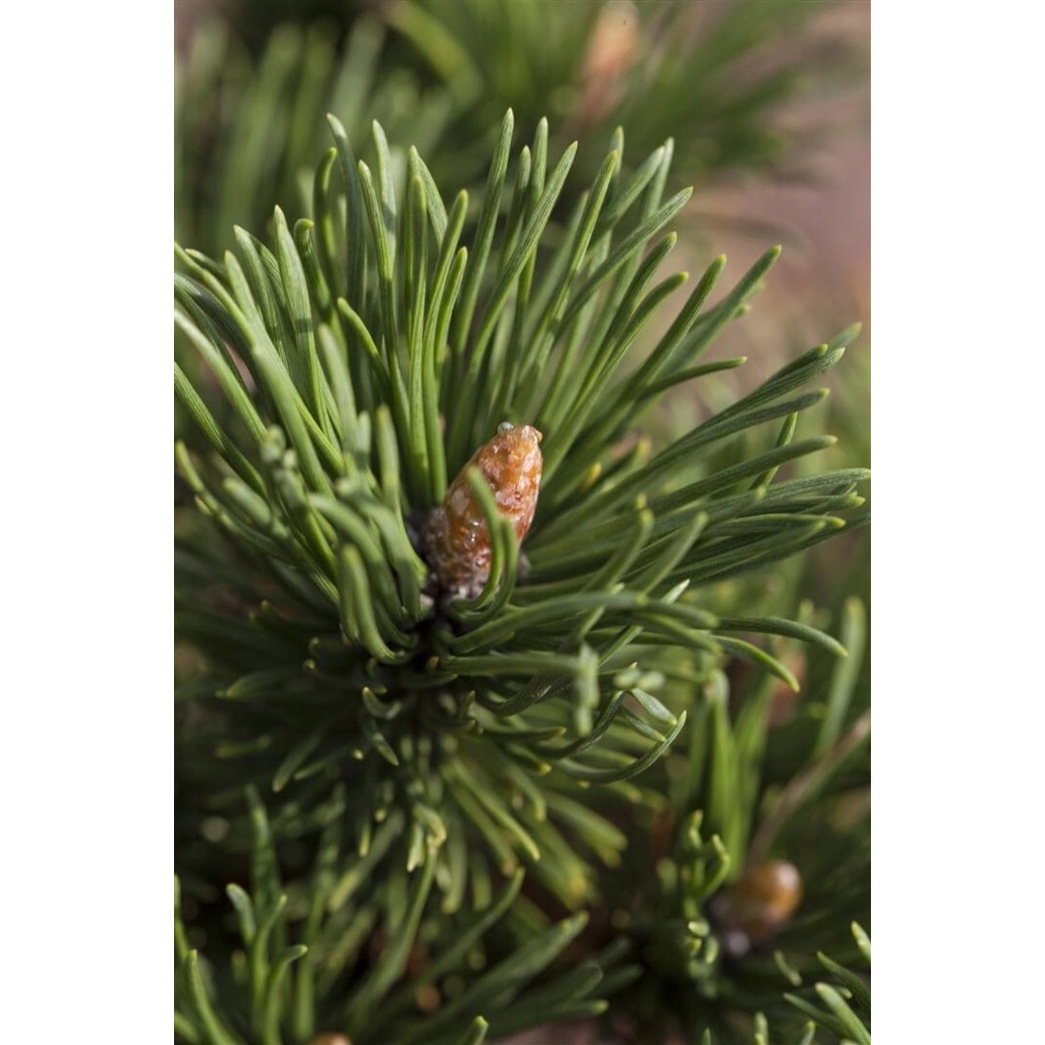 Pinus Mugo Peterle Bergkiefer Kompakt 30–40 cm günstig online kaufen