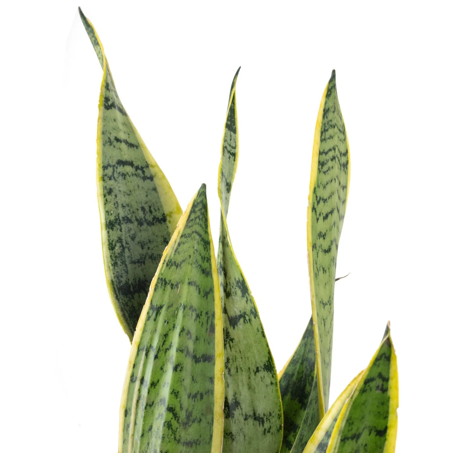 Value Greens Bogenhanf Sansevieria Laurentii 60 cm  17 cm Luftreiniger  kaufen bei OBI