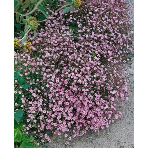 Teppich-Schleierkraut 'Rosa Schönheit' im 9x9 cm Topf, rosa blühende Staude für Steingärten.