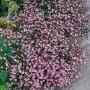 Teppich-Schleierkraut 'Rosa Schönheit' im 9x9 cm Topf, rosa blühende Staude für Steingärten.