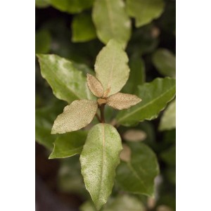Detailaufnahme der silbrig-grünen Blätter der Elaeagnus ebbingei 'Compacta' Heckenpflanze.