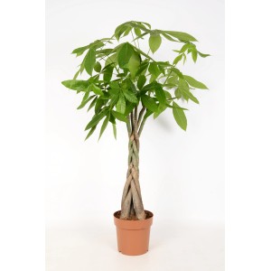 Rasierpinselbaum Pachira Aquatica im Topf, ca. 80-90 cm hoch, grüne Blätter.