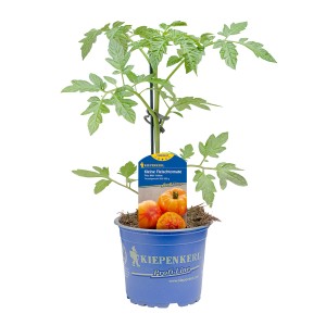 Kiepenkerl Tomate Fido Mini Yellow im Topf, eine ertragreiche Sorte für Naschgärten und Balkone.