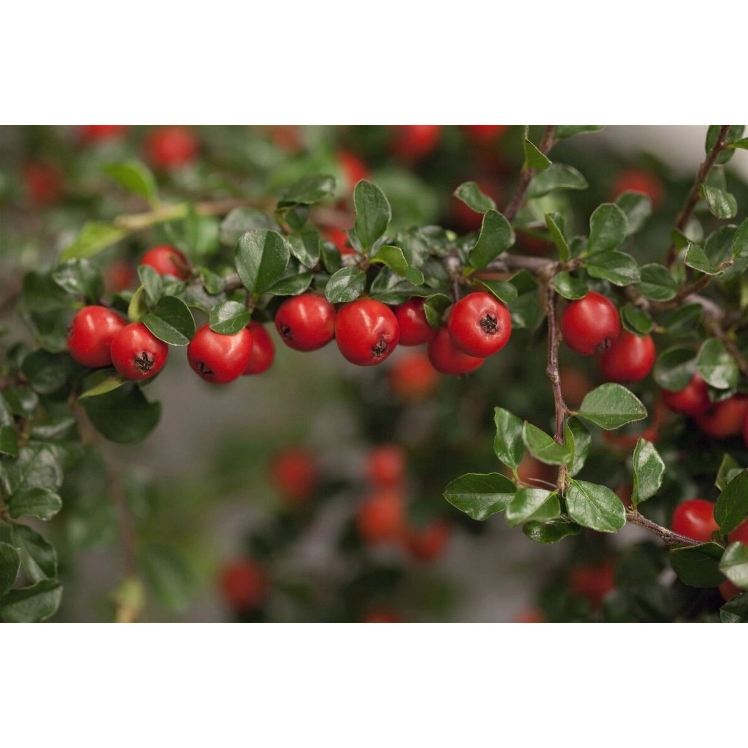 Cotoneaster Praecox Boer Immergrün Rote Beeren 80 cm Stammhöhe günstig online kaufen