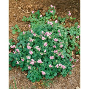 Blick auf einen blühenden Cambridge Storchschnabel 'Biokovo' im 12 cm Topf.