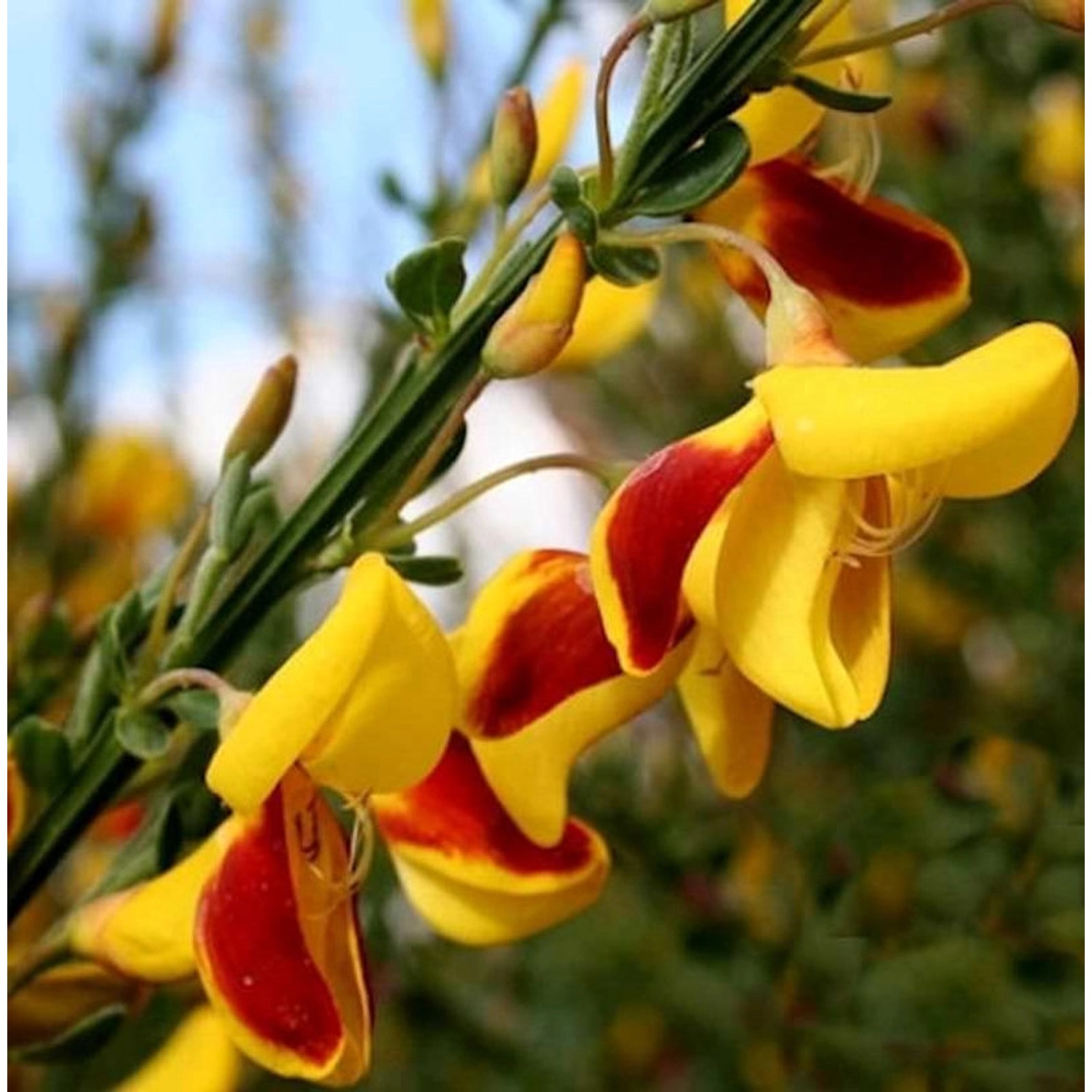 Edelginster Andreanus 60-80cm - Cytisus scoparius günstig online kaufen