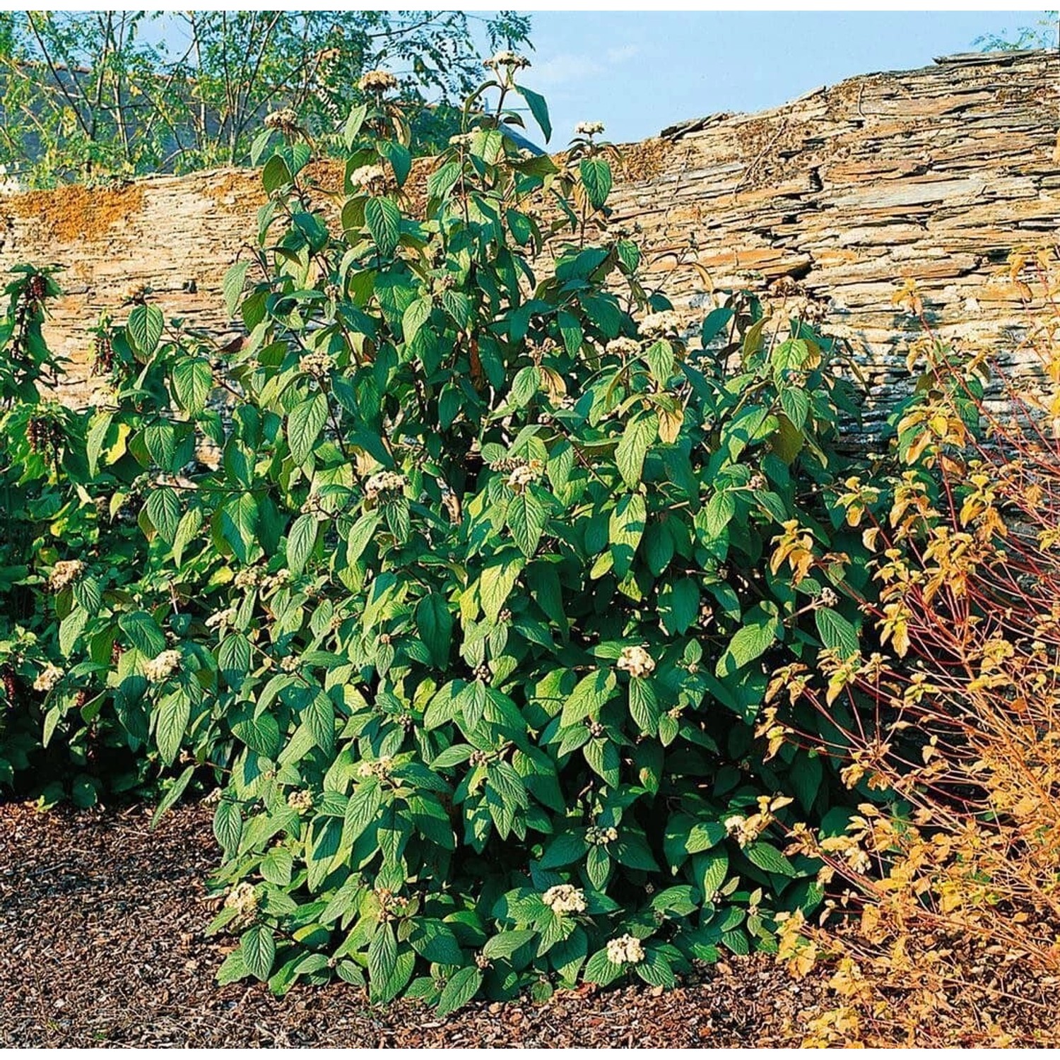 Viburnum Rhytidophylloides Willowwood 60–80 cm Immergrün günstig online kaufen