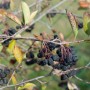 Aronia Prunifolia Nero Apfelbeere mit reifen, schwarzen Beeren an den Ästen.