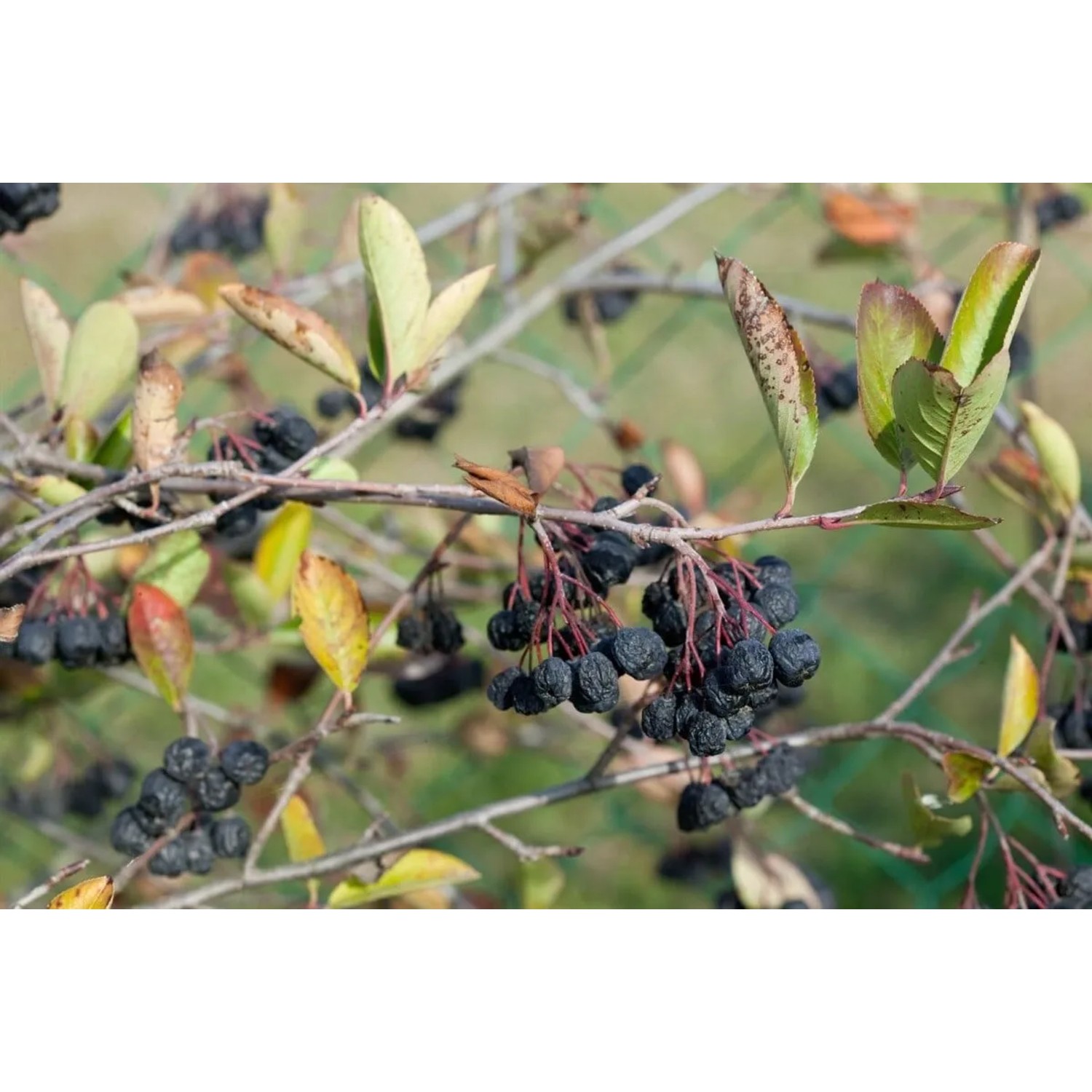Aronia Prunifolia Nero Apfelbeere mit reifen, schwarzen Beeren an den Ästen.