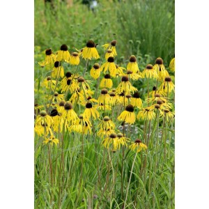 Gelber Sonnenhut (Echinacea Paradoxa) im Gartenbeet, sonnige, gelbe Blütenpracht.