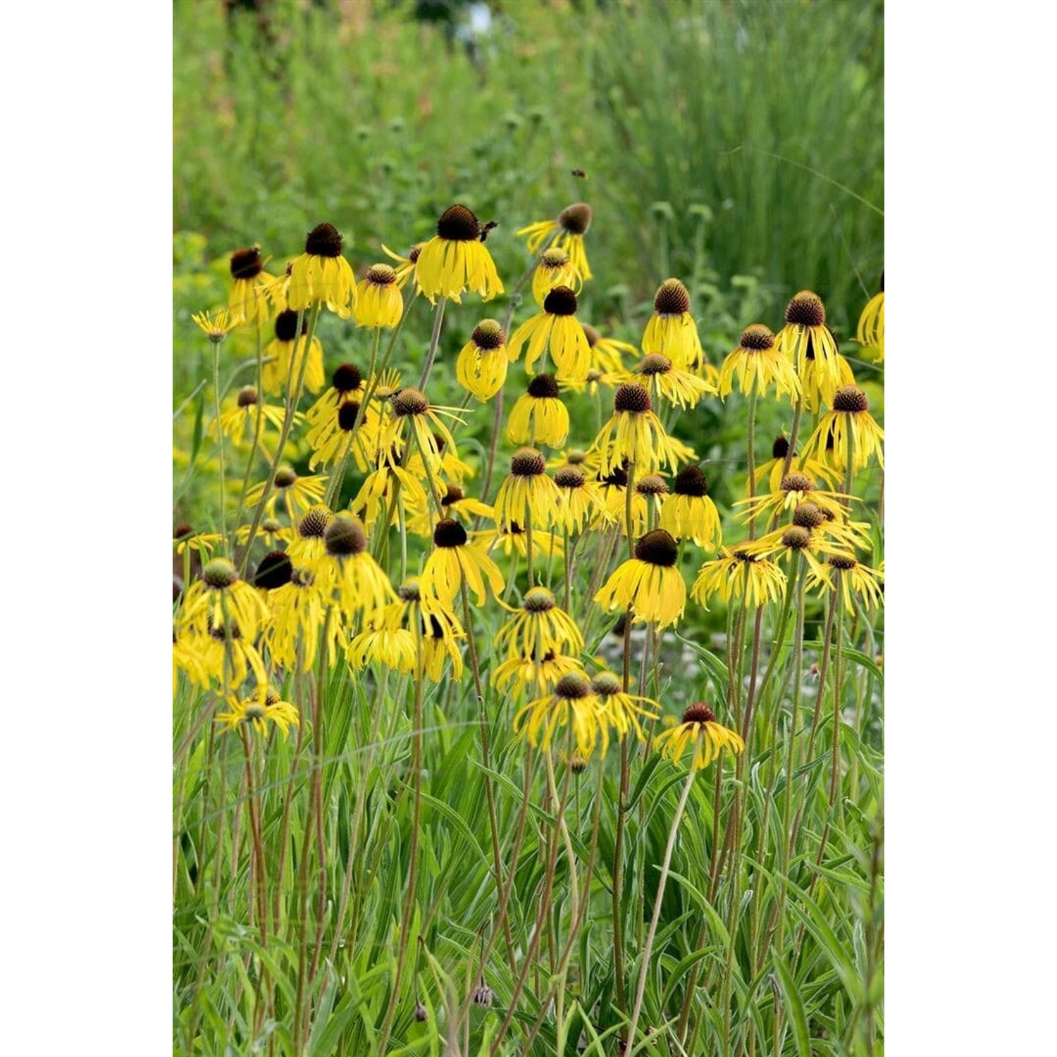 Echinacea Paradoxa Gelber Sonnenhut Ca. 9x9 cm Topf günstig online kaufen