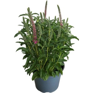 GROW by OBI Ähriger Ehrenpreis Pink Topf-Ø ca. 13 cm Veronica spicata