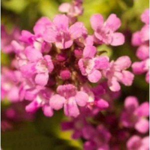 Nahaufnahme von rosa blühendem Zitronenquendel 'Magic Carpet'.