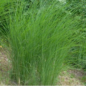 Chinaschilf Gracillimus - XXXL Topf - Miscanthus sinensis