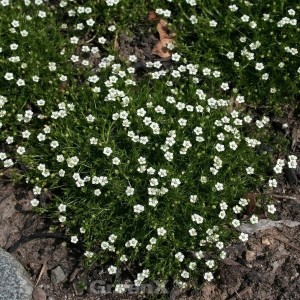 Sternmoos Senior (Sagina subulata) mit kleinen, weißen Blüten als Bodendecker.