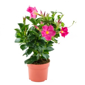 Rosa Dipladenie (Mandevilla sanderi) im Topf, eine blühende Kübelpflanze für sonnige Standorte.
