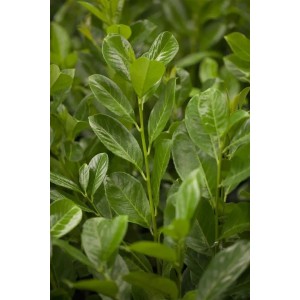 Detailaufnahme: Kirschlorbeer 'Rotundifolia', grüne Heckenpflanze für dichten Sichtschutz.