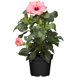Chinesischer Roseneibisch 'Cato' im Topf mit rosa Blüte und grünen Blättern.