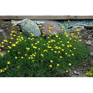 Bodendeckendes Habichtskraut mit leuchtend gelben Blüten im 9x9 cm Topf.