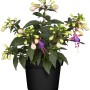 Fuchsie im Topf, ca. 30cm hoch, mit pink-lila Blüten und Knospen. Blühende Kübelpflanze.