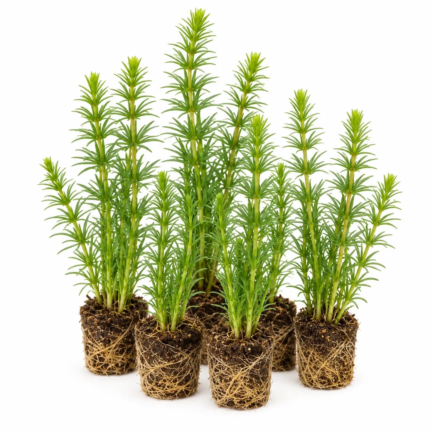 Vdvelde Tannenwedel   Hippuris Vulgaris   12 Pflanzen