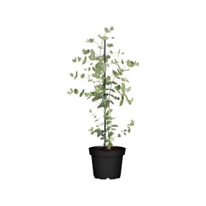 Silber-Eukalyptus (Eucalyptus Silver Dollar) im Topf, ca. 40-60 cm hoch.