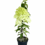 Baumfink Rispenhortensie Phantom als Topfpflanze 40-60cm