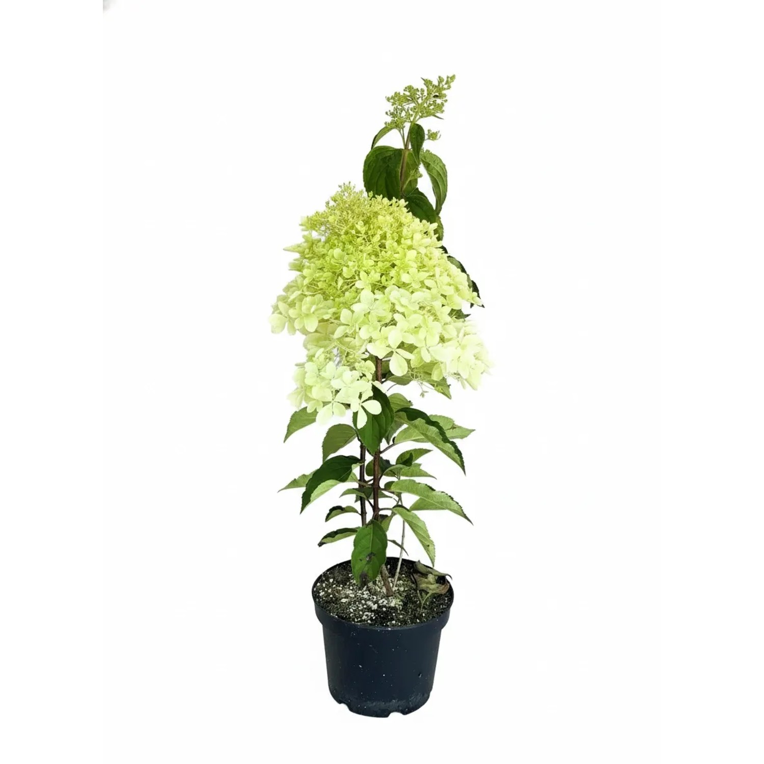 Baumfink Rispenhortensie Phantom als Topfpflanze 40-60cm