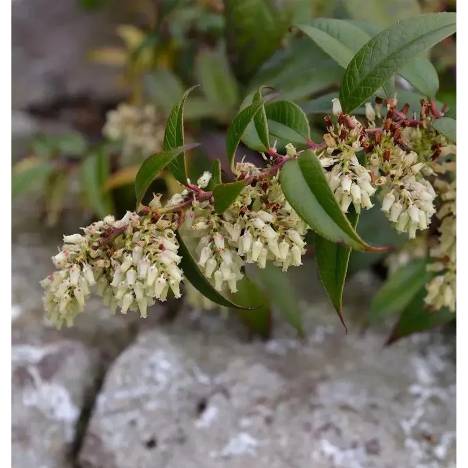 Traubenheide 40-60cm - Leucothoe fontanesiana