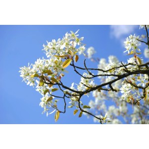 Baumfink Gemeine Felsenbirne als Topfpflanze 60-100cm