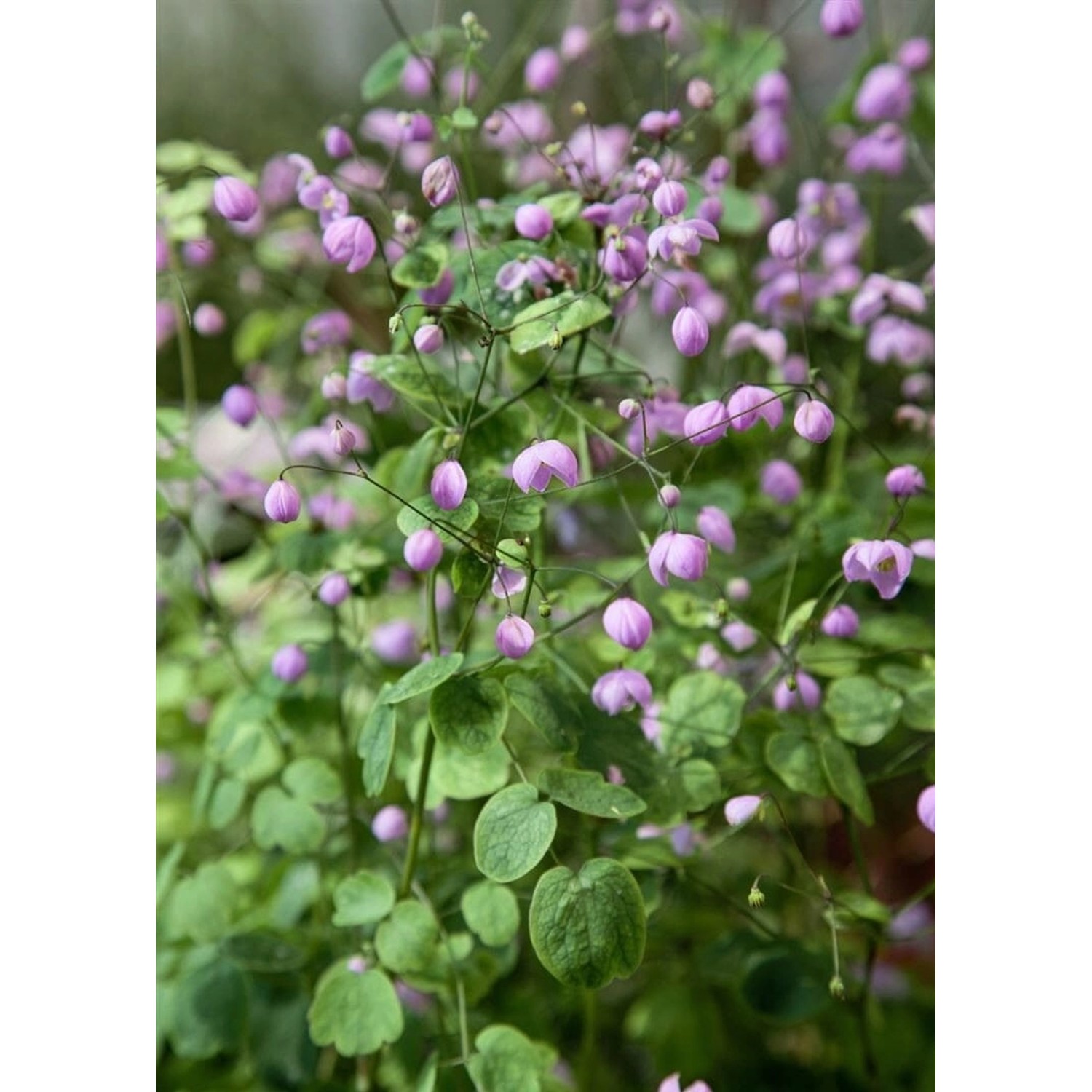 Thalictrum Delavayi Hewitt's Double Wiesenraute Ca. 9x9 cm Topf günstig online kaufen