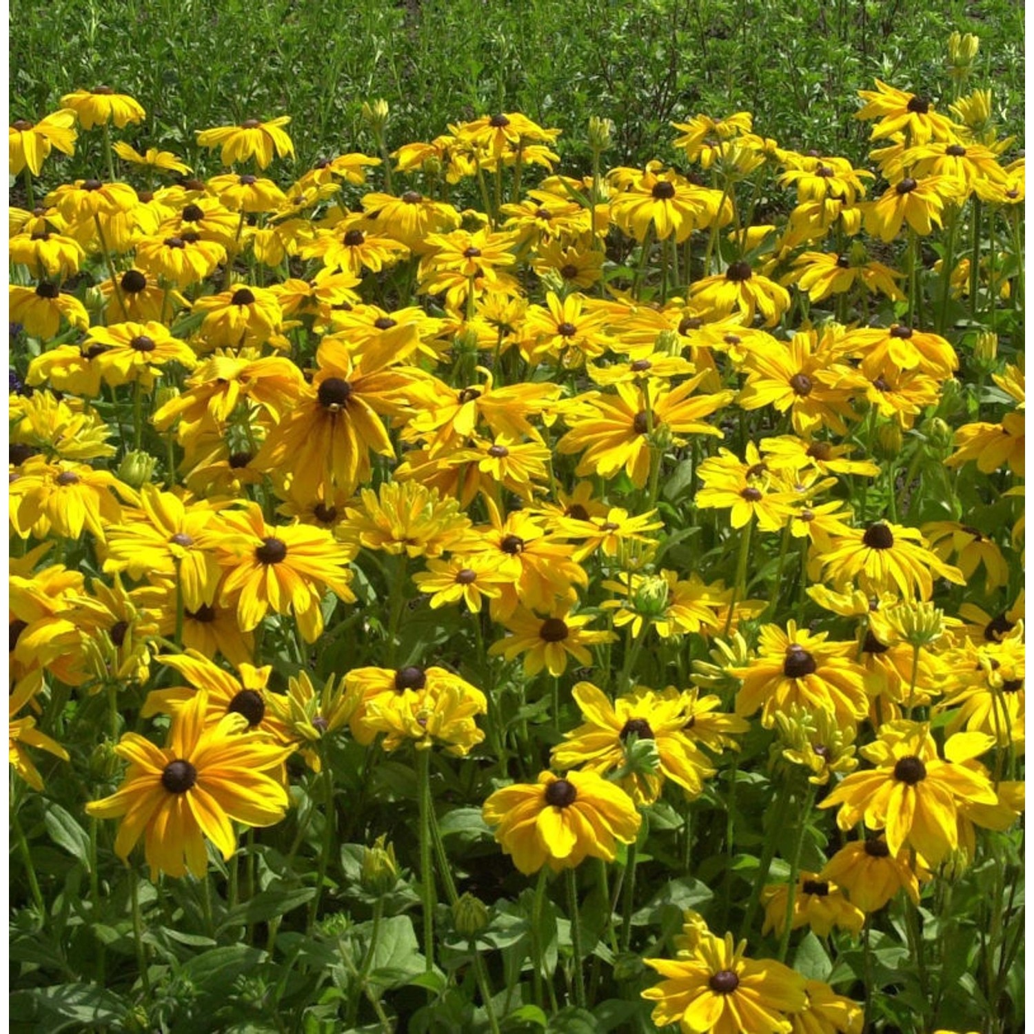 Sonnenhut Summerdaisys Double Coco - großer Topf - Rudbeckia cultorum günstig online kaufen