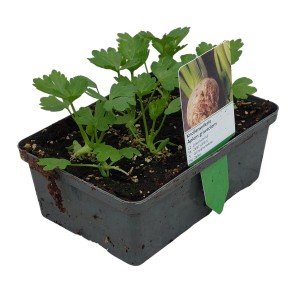6er-Schale Echter Sellerie (Apium graveolens) mit grünen Blättern im Topf.