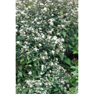 Foto von weiß blühendem Wasserdost (Eupatorium rugosum) im 9x9 cm Topf. Winterharte Staude für naturnahe Gärten.