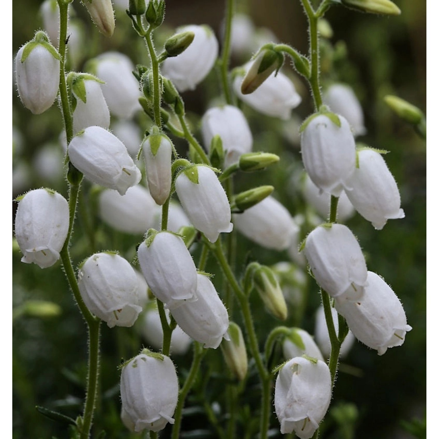 10x Irische Heide Alberta White - Daboecia cantabrica günstig online kaufen