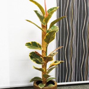 Bellissa Kokosstab 80cm als Rankhilfe für eine Pflanze im Topf.