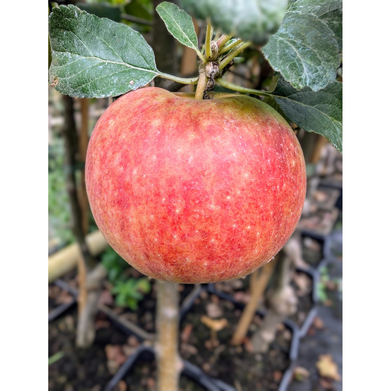 Apfel Alkmene 100 - 120 cm Malus